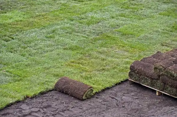 New Sod Installation