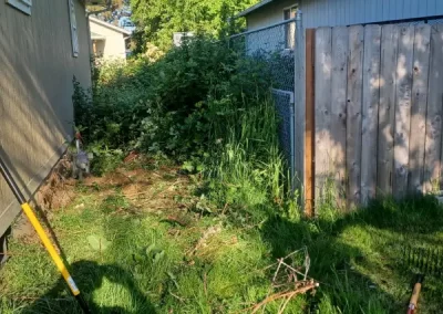 Blackberries Removal Before